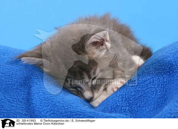 schlafendes Maine Coon Ktzchen / SS-41993