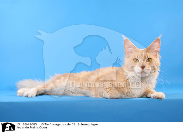 liegende Maine Coon / lying Maine Coon / SS-42003
