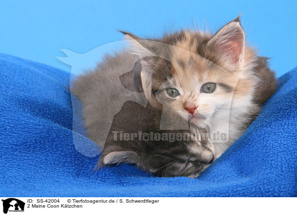 2 Maine Coon Ktzchen / SS-42004