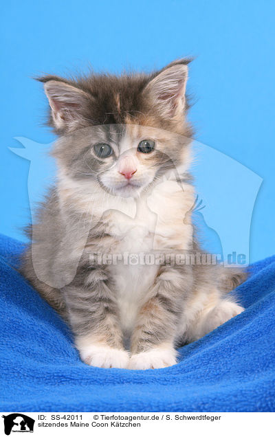 sitzendes Maine Coon Ktzchen / SS-42011