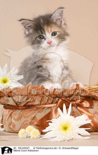 Maine Coon Ktzchen / SS-42027