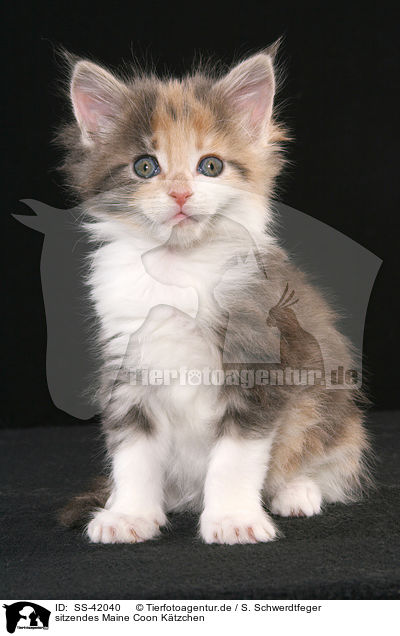 sitzendes Maine Coon Ktzchen / SS-42040
