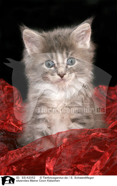 sitzendes Maine Coon Ktzchen / SS-42052