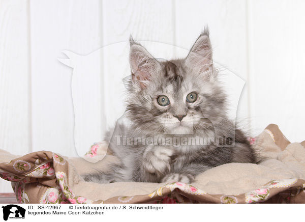 liegendes Maine Coon Ktzchen / SS-42967