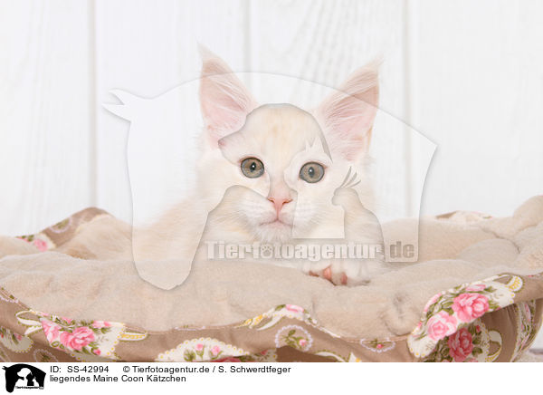 liegendes Maine Coon Ktzchen / SS-42994