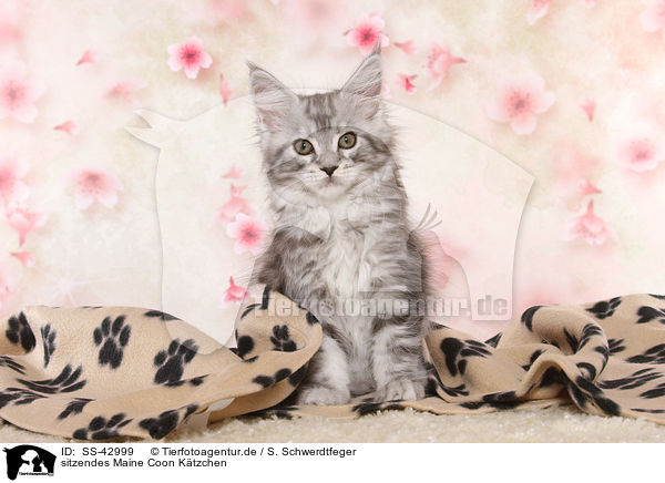 sitzendes Maine Coon Ktzchen / sitting Maine Coon Kitten / SS-42999