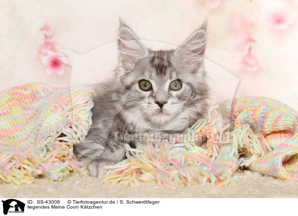 liegendes Maine Coon Ktzchen / lying Maine Coon Kitten / SS-43008