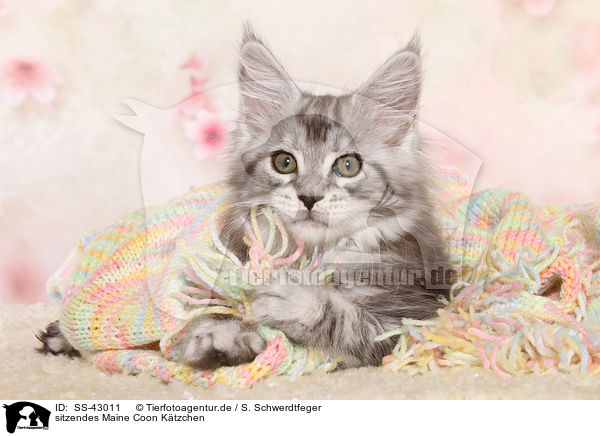 sitzendes Maine Coon Ktzchen / sitting Maine Coon Kitten / SS-43011