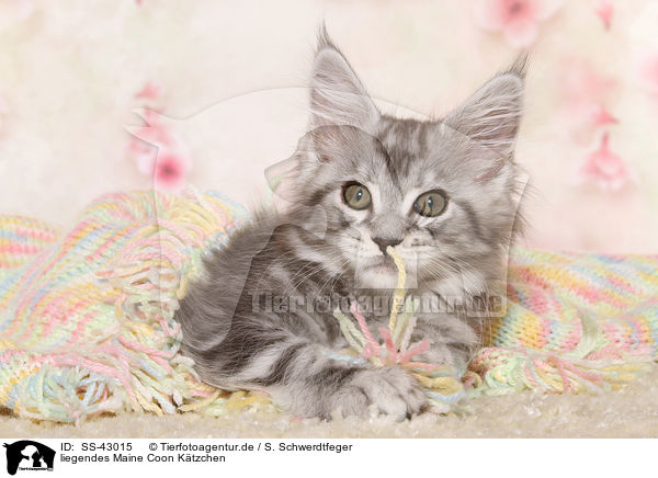 liegendes Maine Coon Ktzchen / lying Maine Coon Kitten / SS-43015