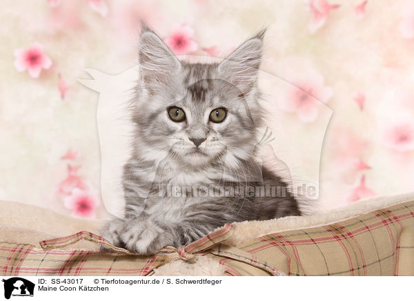 Maine Coon Ktzchen / Maine Coon Kitten / SS-43017