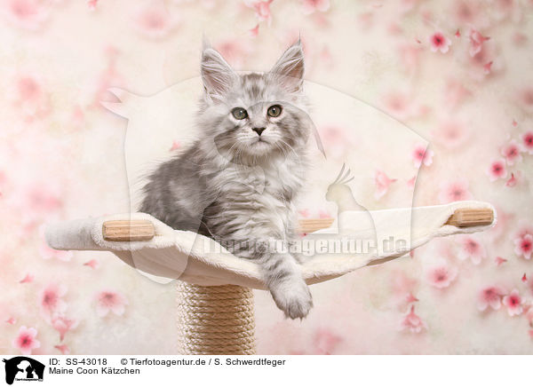 Maine Coon Ktzchen / Maine Coon Kitten / SS-43018