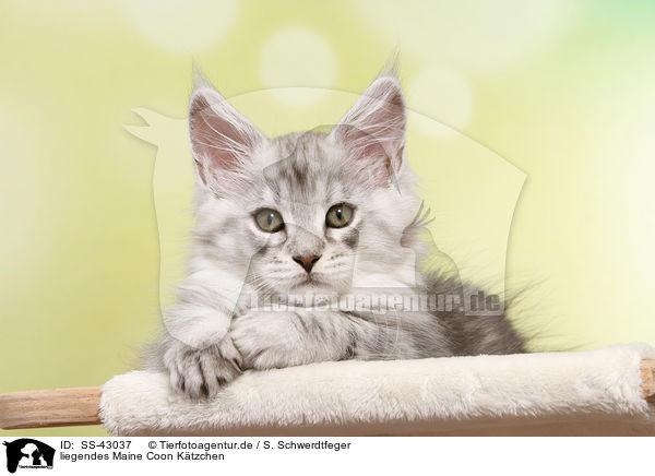 liegendes Maine Coon Ktzchen / SS-43037