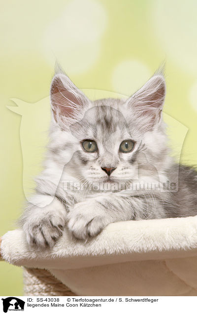 liegendes Maine Coon Ktzchen / lying Maine Coon Kitten / SS-43038