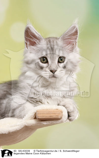 liegendes Maine Coon Ktzchen / SS-43039