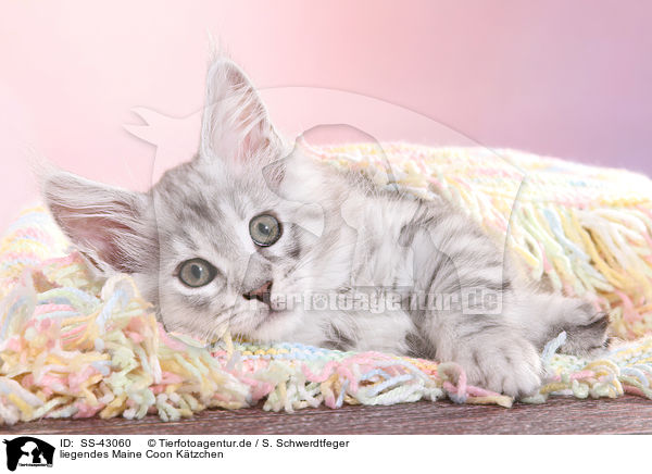liegendes Maine Coon Ktzchen / SS-43060
