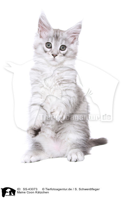 Maine Coon Ktzchen / Maine Coon Kitten / SS-43073