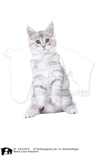 Maine Coon Ktzchen / Maine Coon Kitten / SS-43075