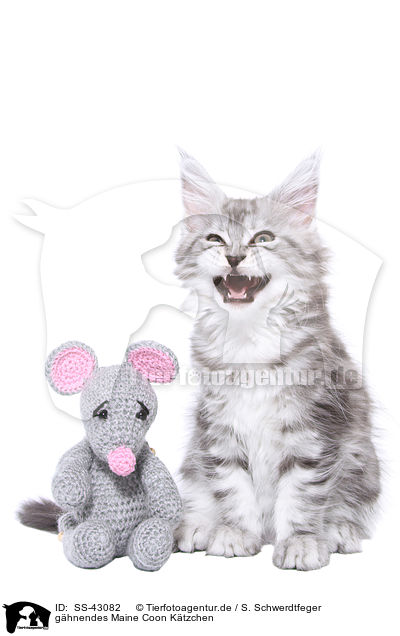 ghnendes Maine Coon Ktzchen / SS-43082