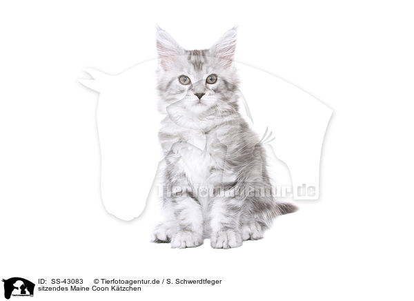 sitzendes Maine Coon Ktzchen / sitting Maine Coon Kitten / SS-43083