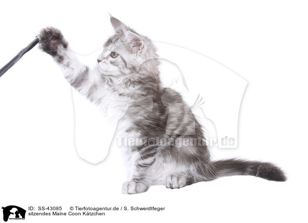 sitzendes Maine Coon Ktzchen / sitting Maine Coon Kitten / SS-43085