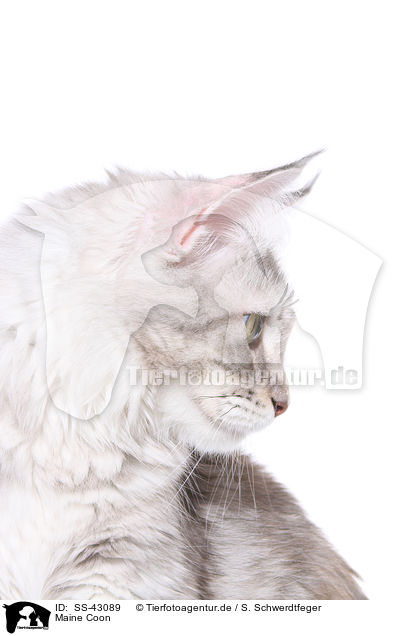 Maine Coon / SS-43089