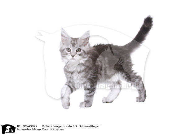 laufendes Maine Coon Ktzchen / SS-43092