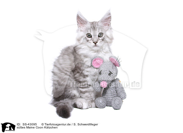 ses Maine Coon Ktzchen / SS-43095