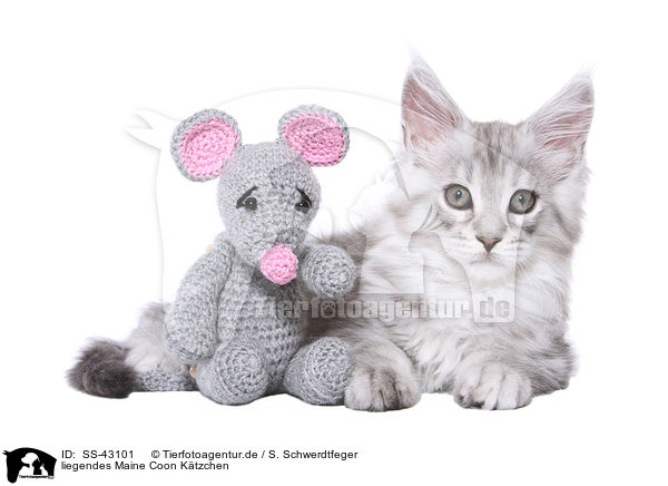 liegendes Maine Coon Ktzchen / SS-43101