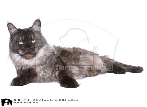 liegende Maine Coon / lying Maine Coon / SS-43106