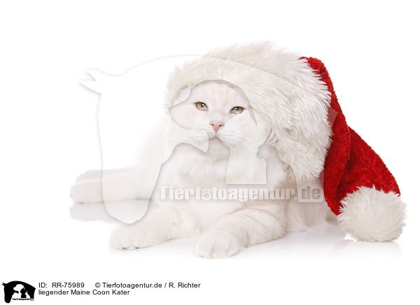 liegender Maine Coon Kater / RR-75989