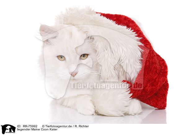 liegender Maine Coon Kater / RR-75992