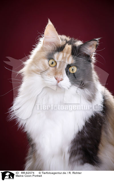 Maine Coon Portrait / Maine Coon Portrait / RR-82074