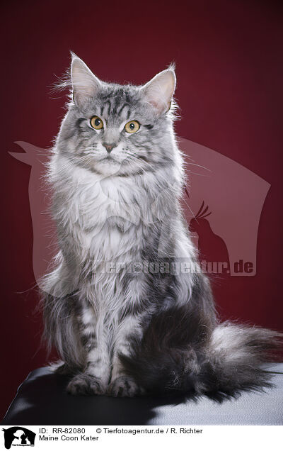 Maine Coon Kater / Maine Coon tomcat / RR-82080