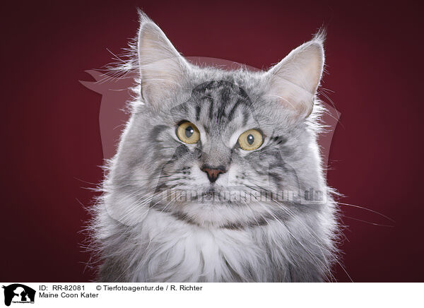 Maine Coon Kater / Maine Coon tomcat / RR-82081