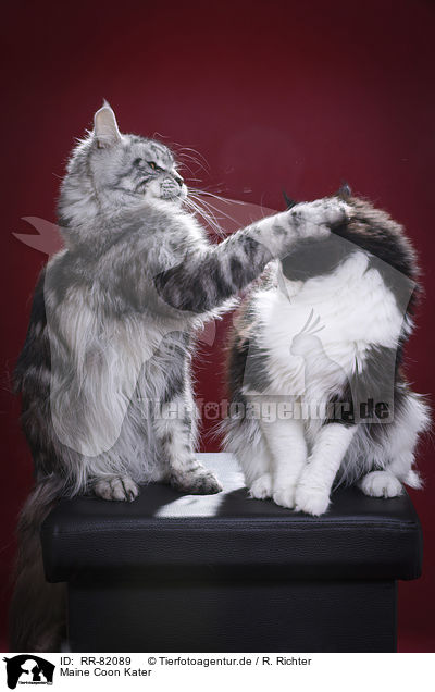 Maine Coon Kater / Maine Coon tomcat / RR-82089