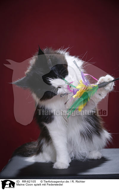 Maine Coon spielt mit Federwedel / Maine Coon plays with feather waggler / RR-82105