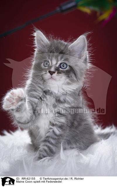 Maine Coon spielt mit Federwedel / Maine Coon plays with feather waggler / RR-82155