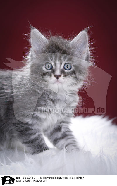 Maine Coon Ktzchen / Maine Coon Kitten / RR-82159