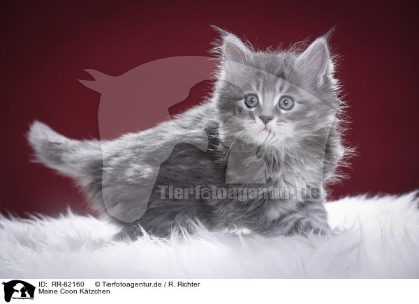 Maine Coon Ktzchen / Maine Coon Kitten / RR-82160