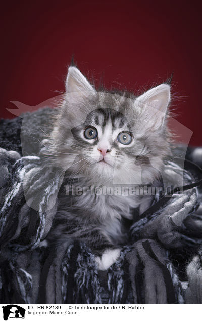 liegende Maine Coon / lying Maine Coon / RR-82189