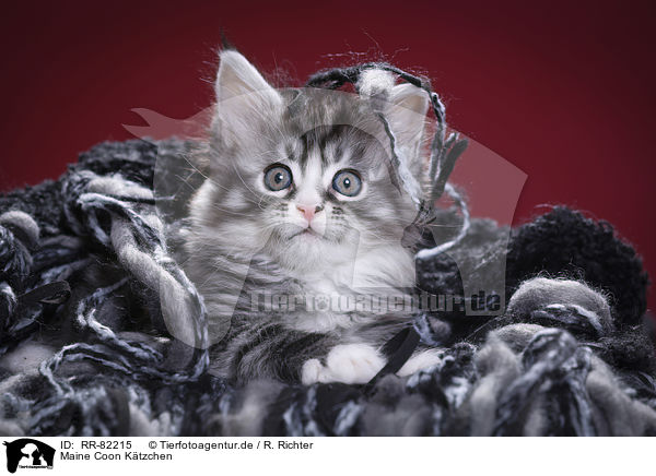 Maine Coon Ktzchen / Maine Coon Kitten / RR-82215