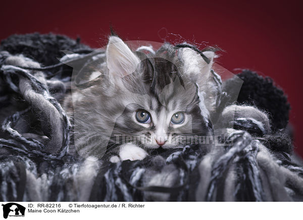 Maine Coon Ktzchen / Maine Coon Kitten / RR-82216