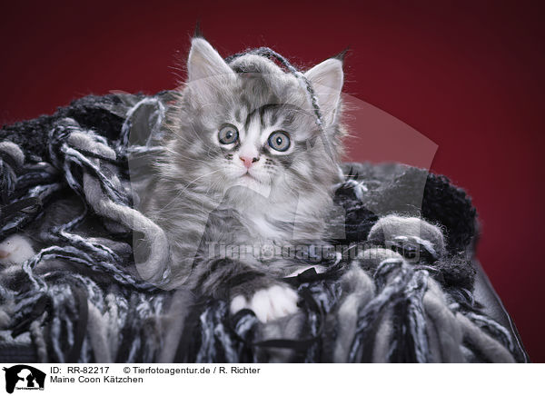 Maine Coon Ktzchen / Maine Coon Kitten / RR-82217