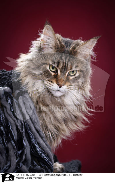 Maine Coon Portrait / Maine Coon Portrait / RR-82220
