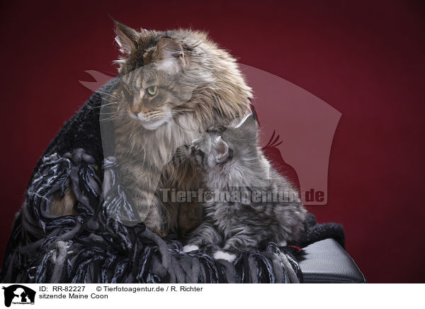sitzende Maine Coon / sitting Maine Coon / RR-82227