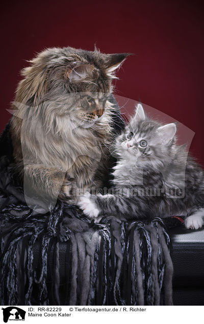 Maine Coon Kater / Maine Coon tomcat / RR-82229