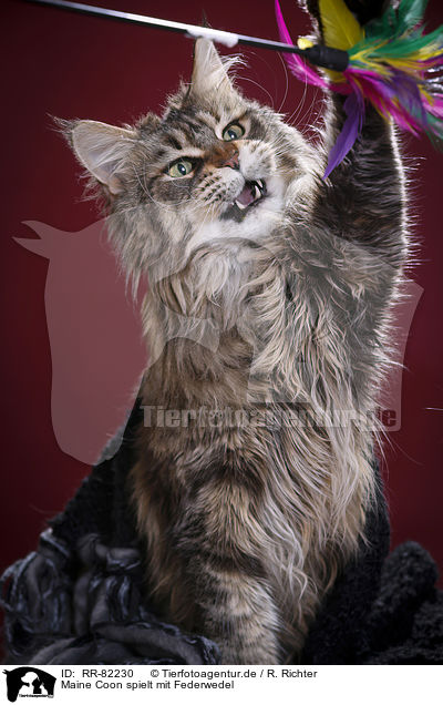 Maine Coon spielt mit Federwedel / Maine Coon plays with feather waggler / RR-82230