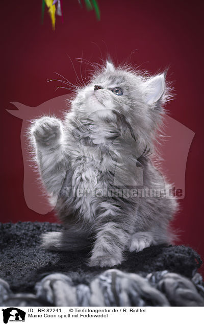 Maine Coon spielt mit Federwedel / Maine Coon plays with feather waggler / RR-82241