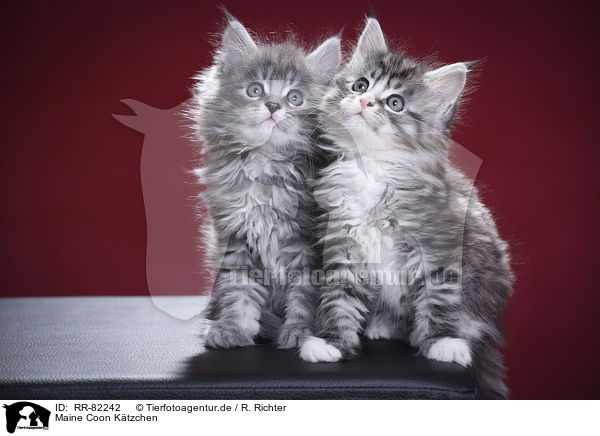 Maine Coon Ktzchen / Maine Coon Kitten / RR-82242