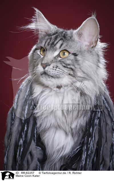 Maine Coon Kater / Maine Coon tomcat / RR-82257